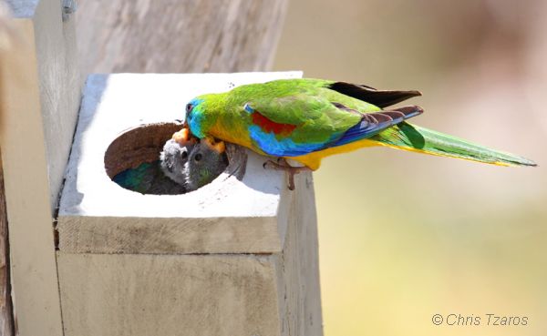 Yellow red breasted turquoisine clearance parakeet